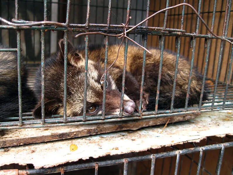 An Asian palm civet lying inside a wire cage, looking toward the camera