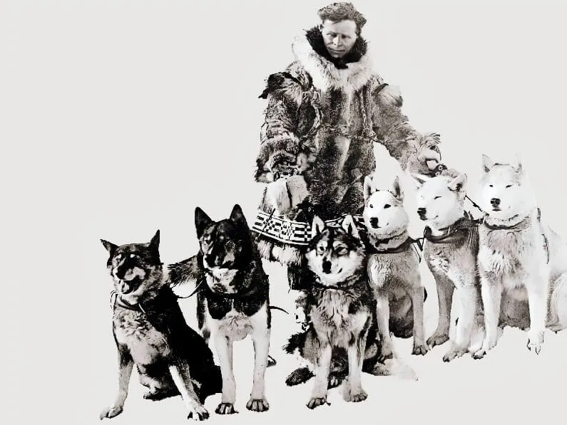 Black and white photograph of Leonhard Seppala in fur arctic gear with his team of sled dogs, including Togo