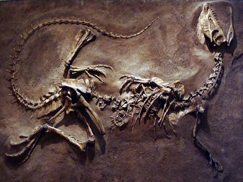 Mounted Dilophosaurus fossil skeleton showing the skull, vertebral column, and limb bones