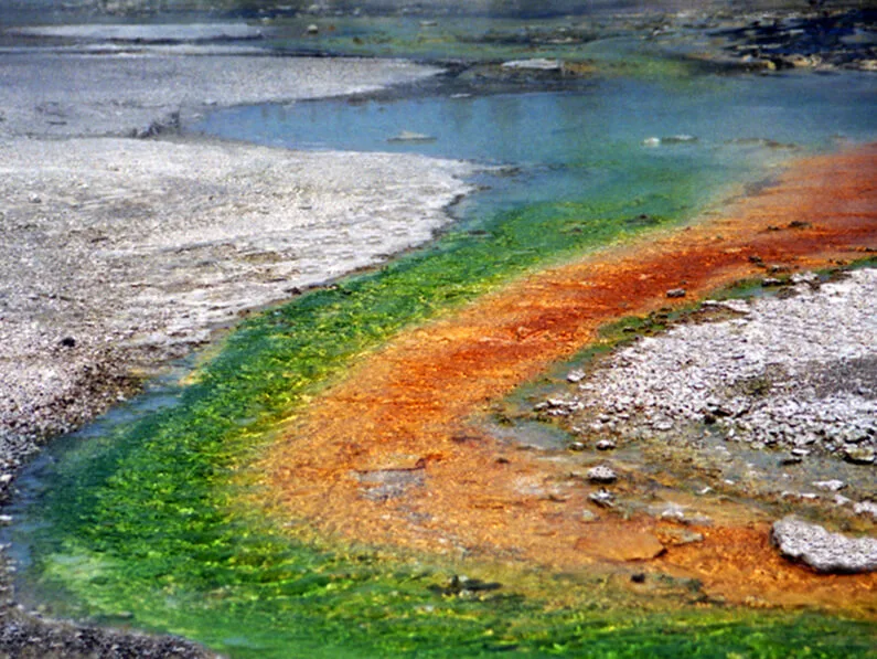 Colorful green, orange, and white microbial mats along a runoff channel at a Yellowstone thermal spring