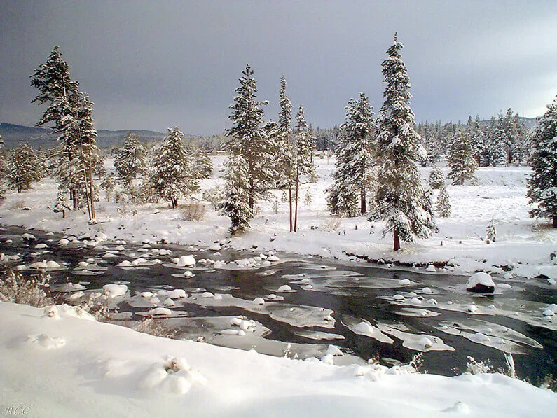Snow-covered pine trees and a partially frozen Truckee River in winter